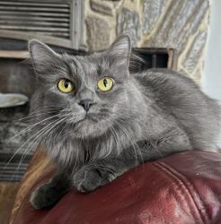 Lost Female Cat last seen St Albert the Great, 32nd Ave South, 31st Ave South, Minneapolis, MN 55407
