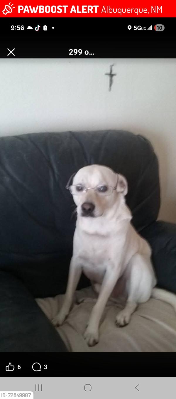 Lost Male Dog last seen Carlisle and menaul, Albuquerque, NM 87110