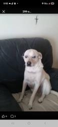 Lost Male Dog last seen Carlisle and menaul, Albuquerque, NM 87110