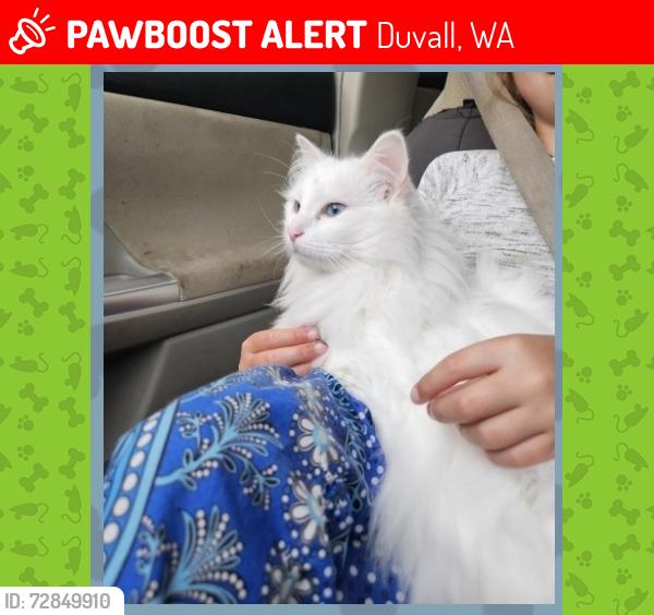 Lost Female Cat last seen Near NE 136th street duvall wa , Duvall, WA 98019