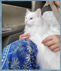 Lost Female Cat last seen Near NE 136th street duvall wa , Duvall, WA 98019