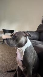 Lost Male Dog last seen S Seneca s meridian , Wichita, KS 67213