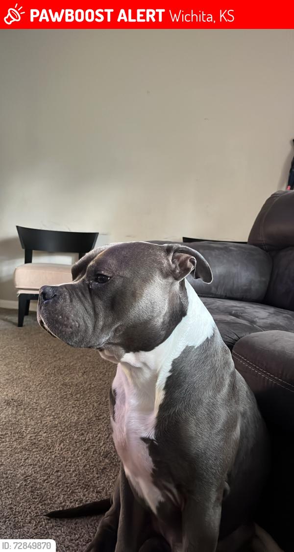 Lost Male Dog last seen S Seneca s meridian , Wichita, KS 67213