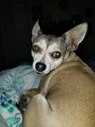 Lost Female Dog last seen Gilbert, Hemet, CA 92543