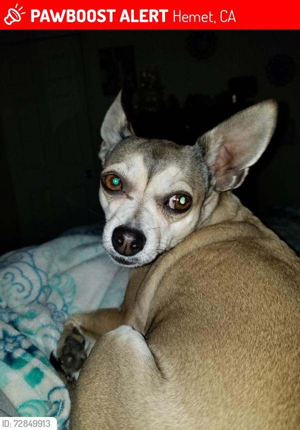 Lost Female Dog last seen Gilbert, Hemet, CA 92543