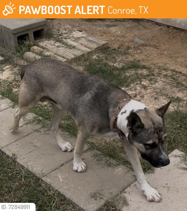 Found/Stray Male Dog last seen Near Irwin Keel Lane, Conroe TEXAS 77306, Conroe, TX 77306