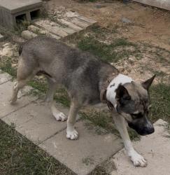 Found/Stray Male Dog last seen Near Irwin Keel Lane, Conroe TEXAS 77306, Conroe, TX 77306