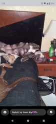 Lost Female Dog last seen 15th and Broadway , Edmond, OK 73034