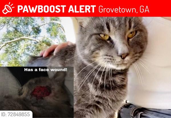 Lost Male Cat last seen Dogwood Park Animal Clinic, Grovetown, GA 30813