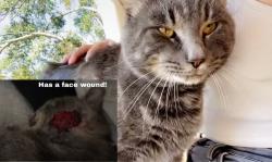 Lost Male Cat last seen Dogwood Park Animal Clinic, Grovetown, GA 30813