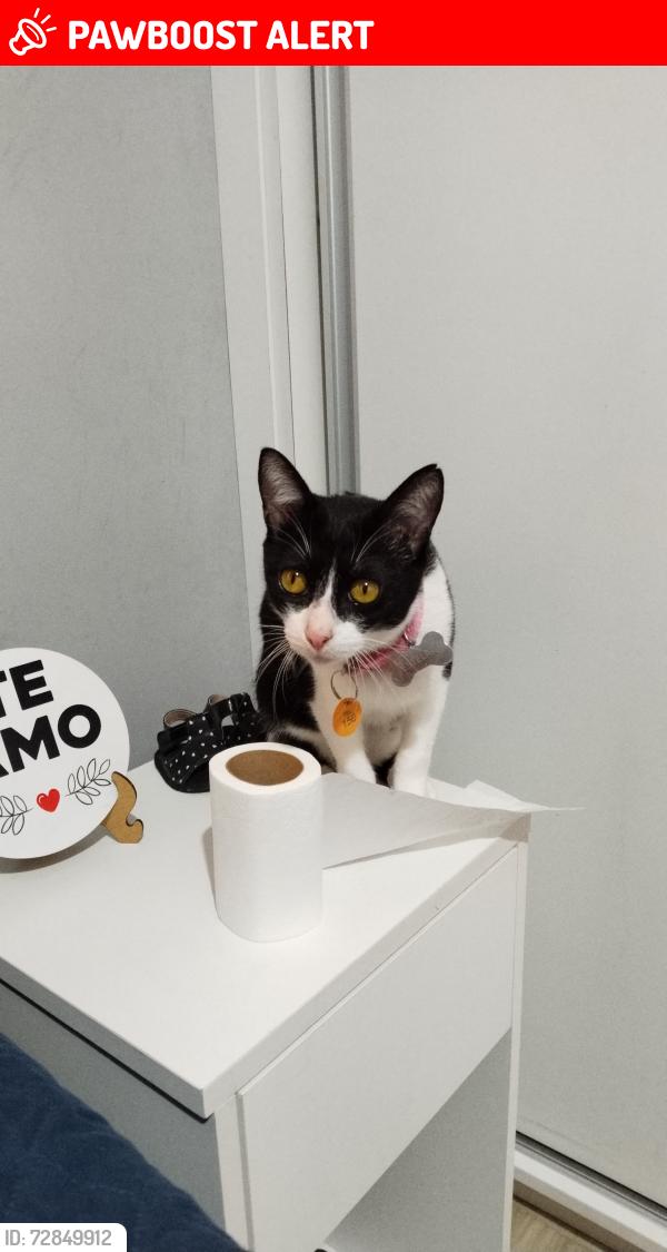 Lost Female Cat last seen Mercadinho nogueira , Jardim Noronha, SP 04853-120