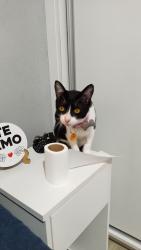 Lost Female Cat last seen Mercadinho nogueira , Jardim Noronha, SP 04853-120