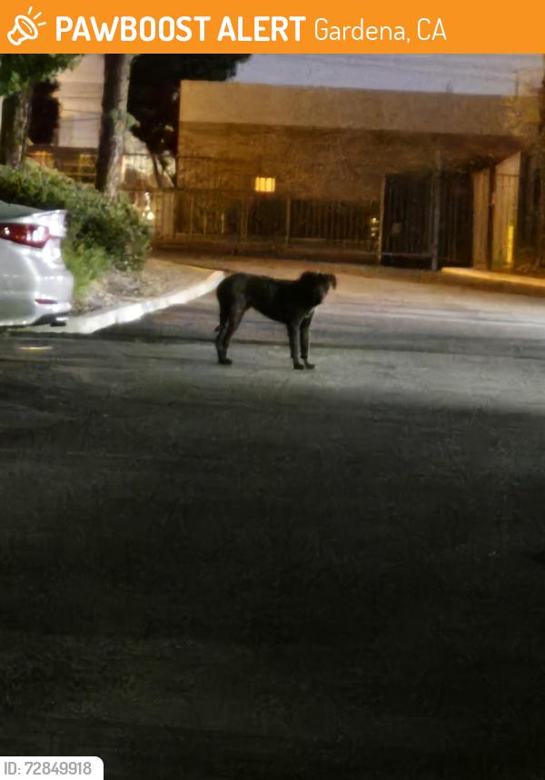 Found/Stray Unknown Dog last seen Allied security parking lot, Gardena, CA 90248