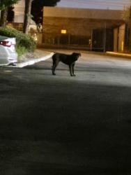 Found/Stray Unknown Dog last seen Allied security parking lot, Gardena, CA 90248