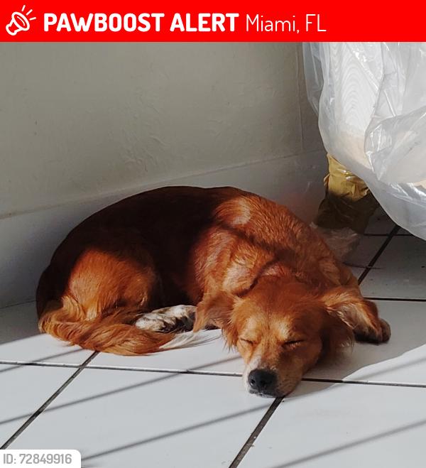 Lost Female Dog last seen North Miami ,Fl, Miami, FL 33168