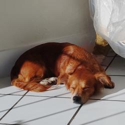 Lost Female Dog last seen North Miami ,Fl, Miami, FL 33168