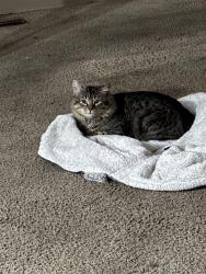Lost Male Cat last seen Saddlebrook mobile homes , San Marcos, TX 78666