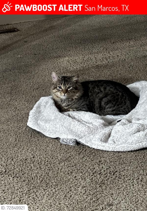 Lost Male Cat last seen Saddlebrook mobile homes , San Marcos, TX 78666