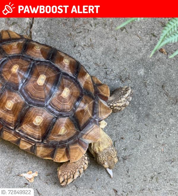 Lost Female Other last seen charlemont ave .Hacienda Heights, Hacienda Heights, CA 91745