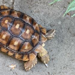 Lost Female Other last seen charlemont ave .Hacienda Heights, Hacienda Heights, CA 91745