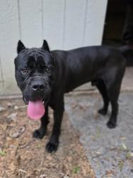 Found/Stray Male Dog last seen Buckner and Peavy, Dallas, TX 75228
