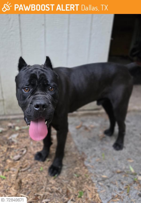 Found/Stray Male Dog last seen Buckner and Peavy, Dallas, TX 75228