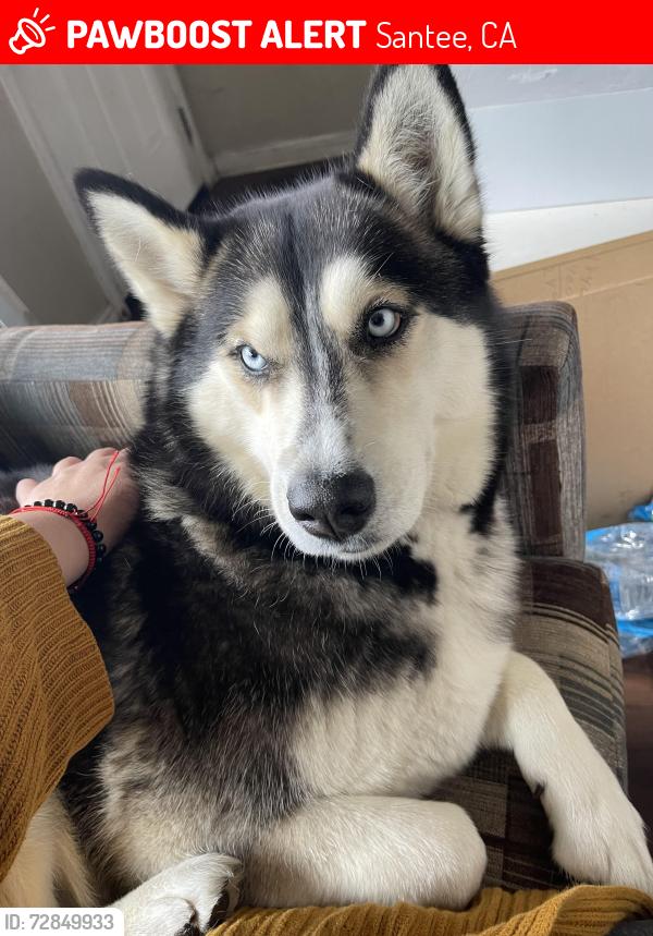 Lost Female Dog last seen Cuyumaca, Santee, CA 92071