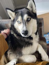 Lost Female Dog last seen Cuyumaca, Santee, CA 92071