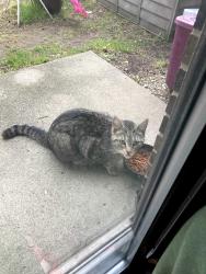 Found/Stray Unknown Cat last seen Grandshire ests/Glenwood Apts, Fowlerville, MI 48836