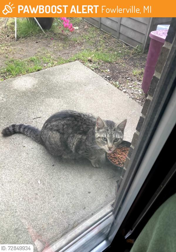 Found/Stray Unknown Cat last seen Grandshire ests/Glenwood Apts, Fowlerville, MI 48836