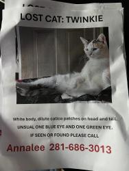 Lost Female Cat last seen Near Forest Dr Spring Tx 77388, Spring, TX 77388