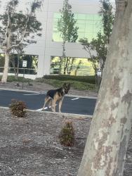 Found/Stray Female Dog last seen Warehouse Security Office off Palmetto and Highland , Fontana, CA 92335