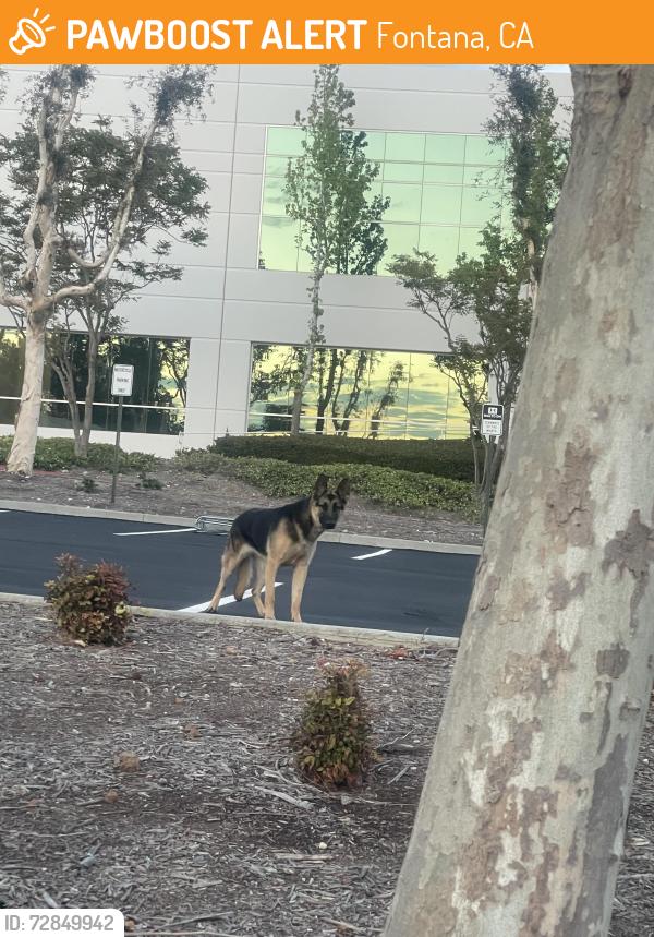 Found/Stray Female Dog last seen Warehouse Security Office off Palmetto and Highland , Fontana, CA 92335