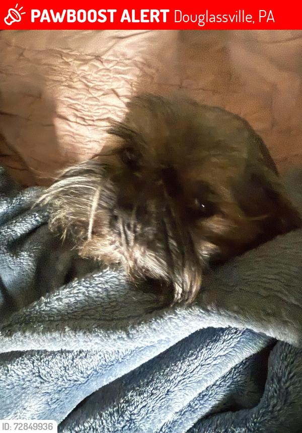 Lost Male Dog last seen Old Swede Rd close to the Dinner , Douglassville, PA 19518
