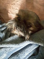 Lost Male Dog last seen Old Swede Rd close to the Dinner , Douglassville, PA 19518