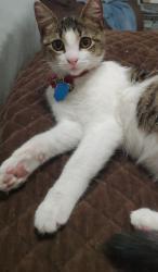 Lost Female Cat last seen Crescent Pass/ Piney Way Dr, Tomball, TX 77375