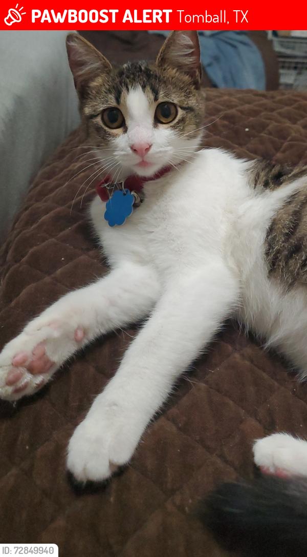 Lost Female Cat last seen Crescent Pass/ Piney Way Dr, Tomball, TX 77375