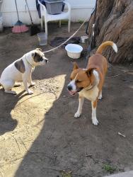 Reunited Male Dog last seen Long Beach , Long Beach, CA 90805