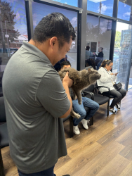 Lost Male Cat last seen USPS Yard, Commerce, CA 90040