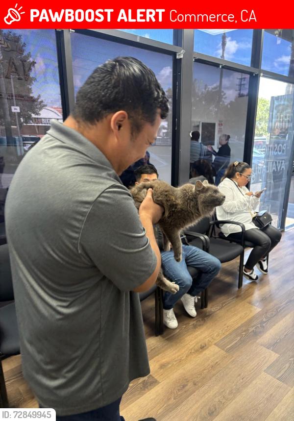 Lost Male Cat last seen USPS Yard, Commerce, CA 90040