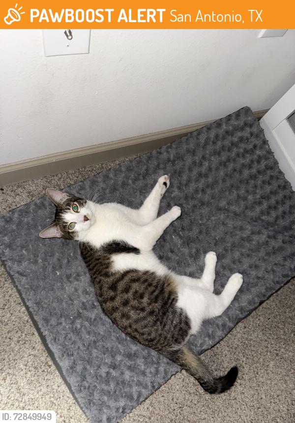 Found/Stray Male Cat last seen Near Luskey Blvd, San Antonio, TX 78256, San Antonio, TX 78256