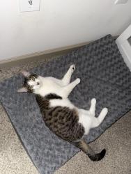 Found/Stray Male Cat last seen Near Luskey Blvd, San Antonio, TX 78256, San Antonio, TX 78256