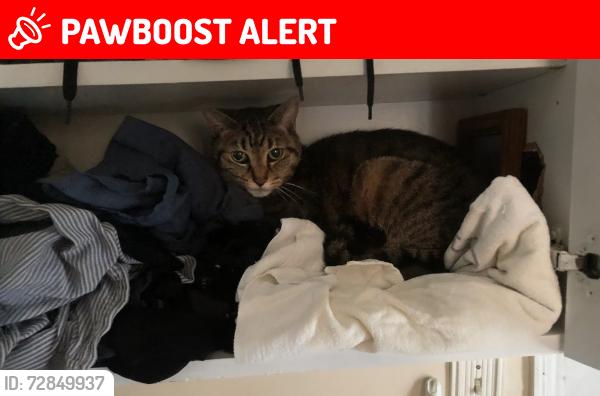 Lost Female Cat last seen Myrtle Avenue and Elm Avenue Cheltenham PA , Cheltenham Village, PA 19012