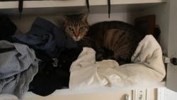 Lost Female Cat last seen Myrtle Avenue and Elm Avenue Cheltenham PA , Cheltenham Village, PA 19012