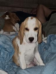 Lost Female Dog last seen Arapaho dr & Marquette st havewood, Arlington, TX 76018