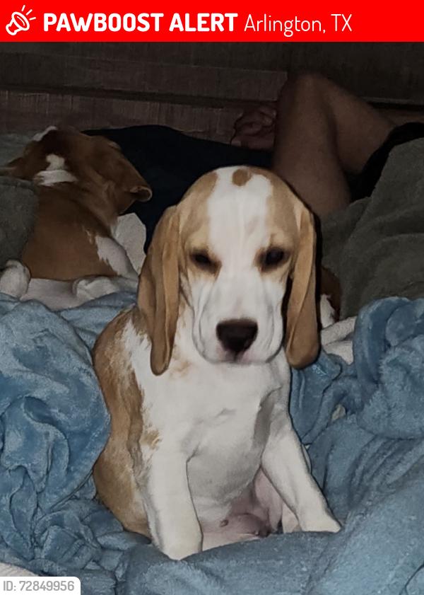 Lost Female Dog last seen Arapaho dr & Marquette st havewood, Arlington, TX 76018