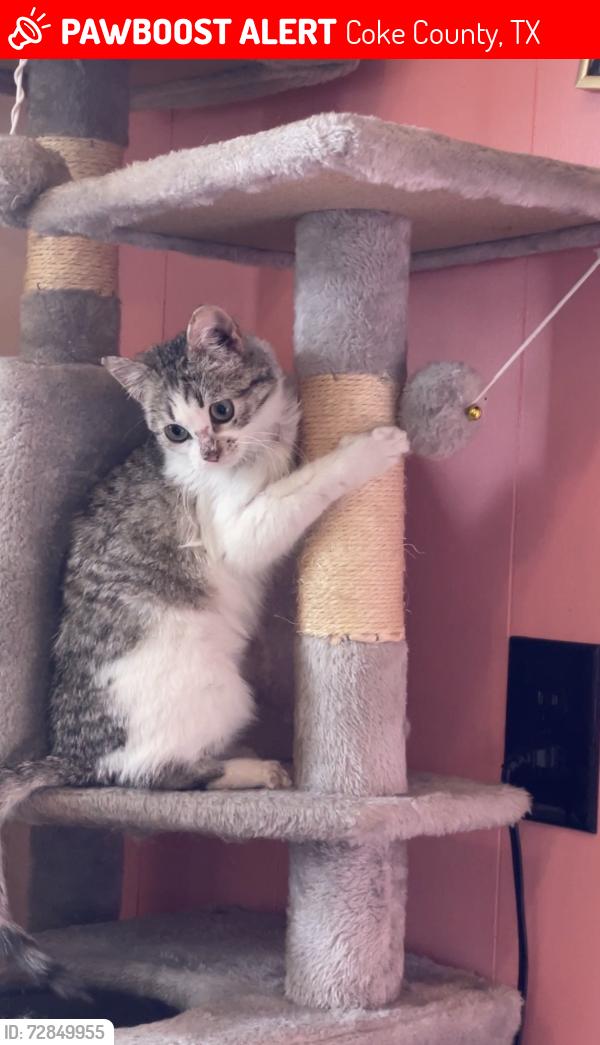 Lost Female Cat last seen Stop Sign at Hwy 158 and Dripping Springs Rd, Coke County, TX 76945