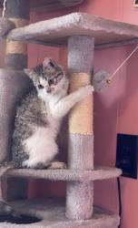 Lost Female Cat last seen Stop Sign at Hwy 158 and Dripping Springs Rd, Coke County, TX 76945