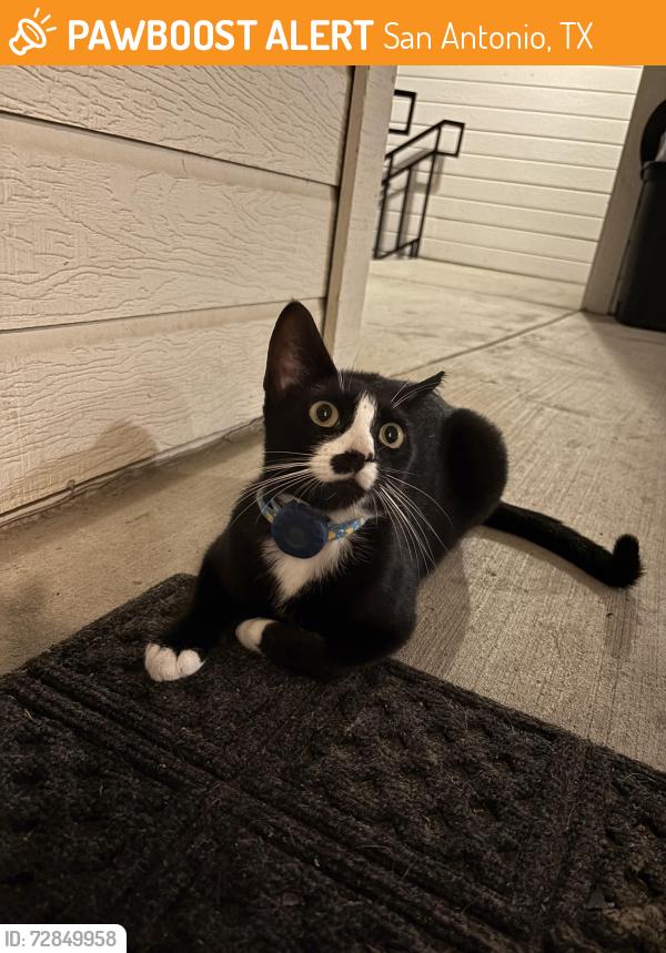 Found/Stray Female Cat last seen Hildebrand , San Antonio, TX 78212