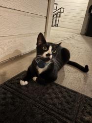 Found/Stray Female Cat last seen Hildebrand , San Antonio, TX 78212